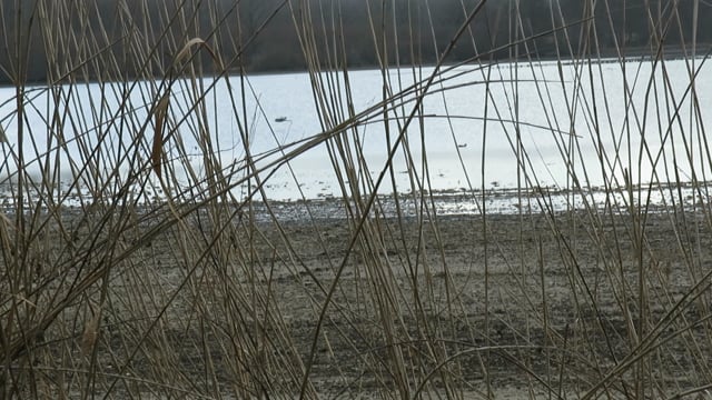 mouettes derrière roseaux