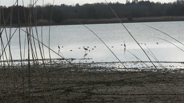 oiseaux étang contrejour