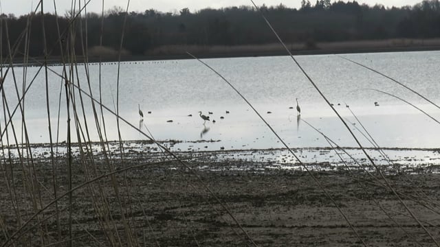 oiseaux étang contrejour