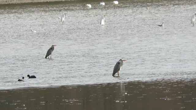 canards plongeurs et de surface court